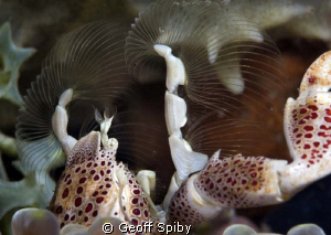 porcelain crab feeding
taken with a 80mm macro lens and ... by Geoff Spiby 